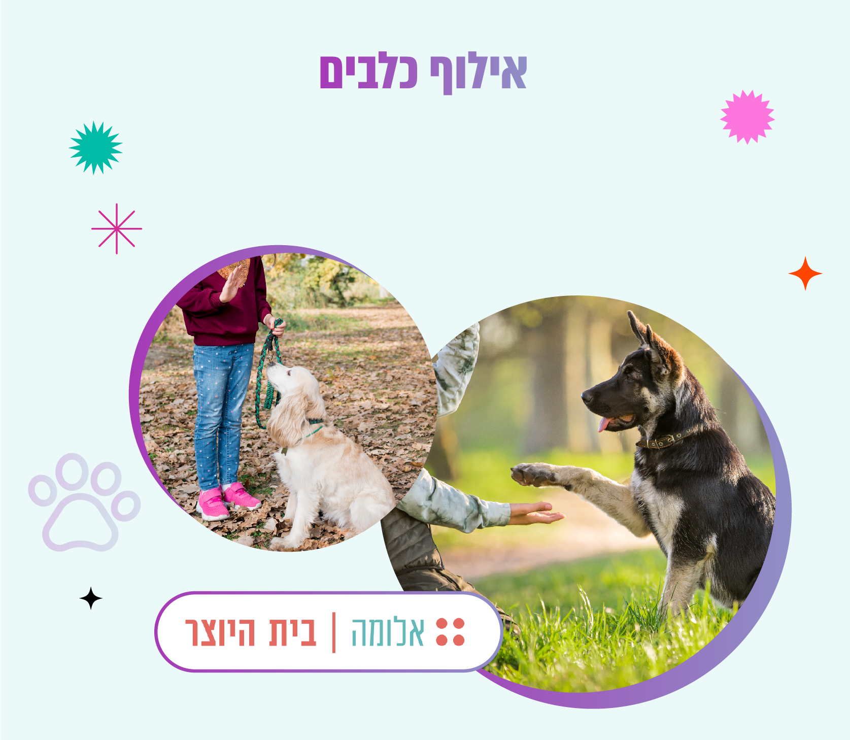 אילוף כלבים