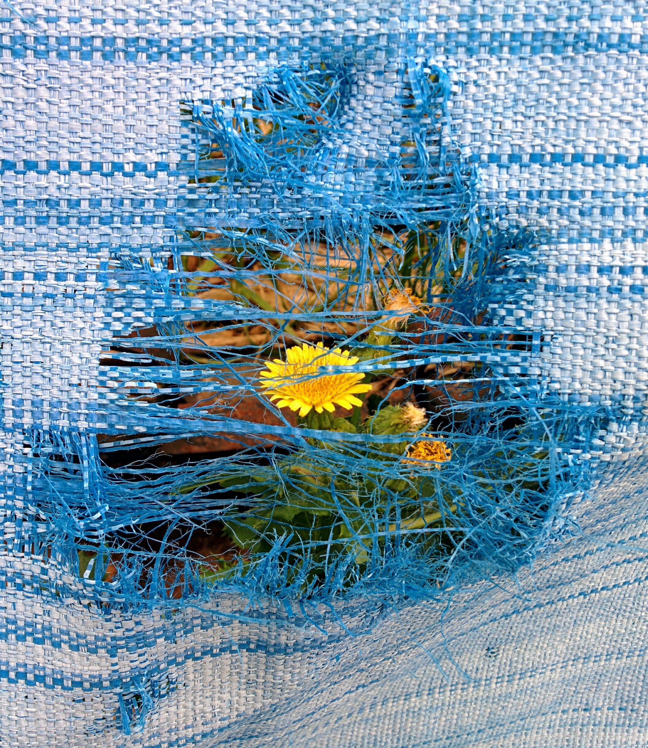מירי קלנר